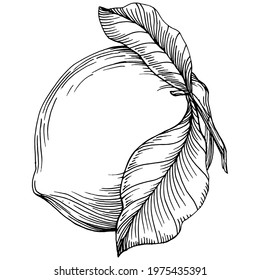 Kiwi Sketch citrus fruit decorative. Hand Drawn kiwi Botanical Illustrations. Black and white with line art isolated on white backgrounds. 