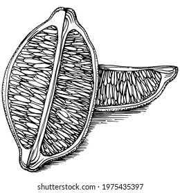 Kiwi Sketch citrus fruit decorative. Hand Drawn kiwi Botanical Illustrations. Black and white with line art isolated on white backgrounds. 