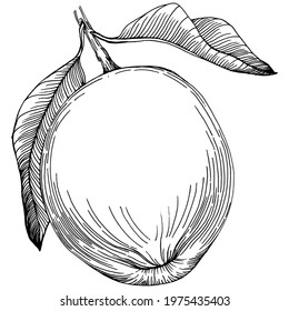 Kiwi Sketch citrus fruit decorative. Hand Drawn kiwi Botanical Illustrations. Black and white with line art isolated on white backgrounds. 