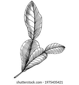 Kiwi Sketch citrus fruit decorative. Hand Drawn kiwi Botanical Illustrations. Black and white with line art isolated on white backgrounds. 