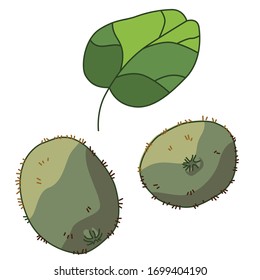 Kiwi sticker set on white isolated backdrop. Tropical fruits for gift card, healthy food shop logo, bath tile, juice pack. Phone case or cloth print art. Hand drawn style stock vector illustration