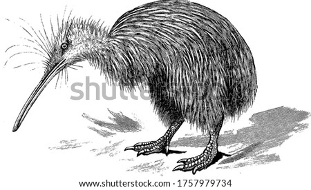Kiwi, they are flightless birds native to New Zealand, vintage line drawing or engraving illustration.