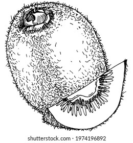 Kiwi Tropical fruit sketch drawing vector. Ripe isolated sketch on white. Antique vintage engraving illustration for design invitation, cards, posters and wall art.