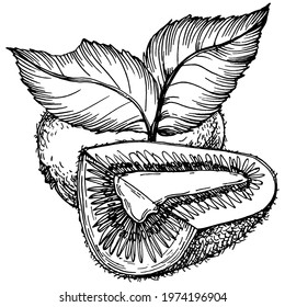 Kiwi Tropical fruit sketch drawing vector. Ripe isolated sketch on white. Antique vintage engraving illustration for design invitation, cards, posters and wall art.