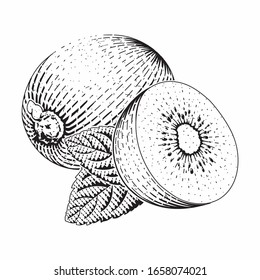 Kiwi vector engraved style illustration for posters, decoration and print. Hand drawn etching sketch of passion fruit in monochrome. Detailed vegetarian food linocut drawing. Scratch board imitation.