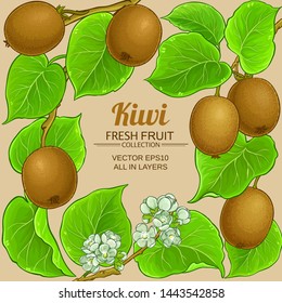 kiwi vector frame on color background