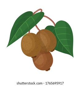 Kiwi Vektorsymbol.Cartoon Vektorsymbol einzeln auf weißem Hintergrund kiwi.