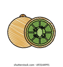 kiwi vector illustration