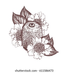 Kiwi vector illustration in vintage stippling style. Kiwi flowers and leaves isolated on white background. Outline. Design for food, pharmacy cosmetics, body care product, sign cards  and more.