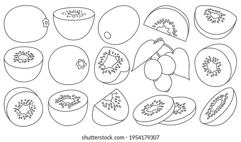 Kiwi vector outline set icon. Vector illustration fruit on white background. Isolated outline set icon kiwi.