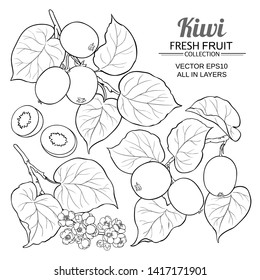 kiwi vector set on white background