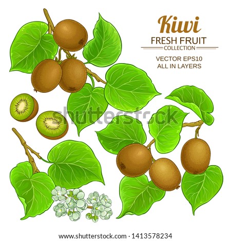 Similar – Image, Stock Photo Kiwis on a branch in the sun