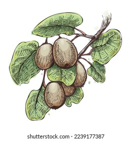 Kiwies en un sketch de acuarela de bifurcación. Frutos kiwi con dibujo de color de hojas, existencias de postres de kiwifruit en el bosquejo dibujado a mano, ilustración vectorial