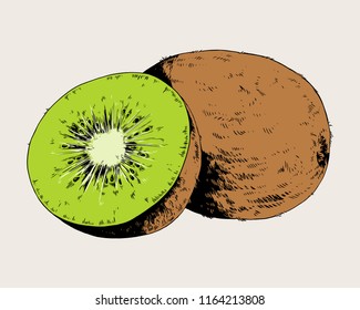 Kiwifruit, kiwi, fruit, vector hand drawn illustration.