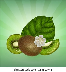 kiwifruit leaf vector