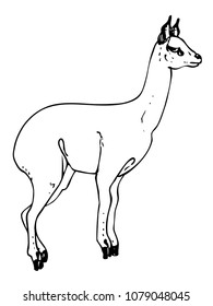 Klipspringer line sketch. Vector illustration of female antelope without horns