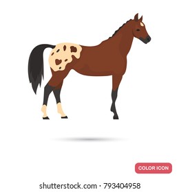 Knabstrupper horse color flat icon