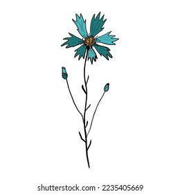 Knapweed, Centaurea flower with leaves and buds. Colorful drawing in engraving vintage style on white background. Botanical hand drawn illustration