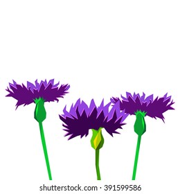 Knapweed flower on white background. vector illustration of blue little flwoers