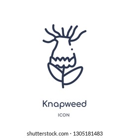 knapweed icon from nature outline collection. Thin line knapweed icon isolated on white background.