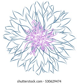 knapweed sketch, floral print, vector illustration