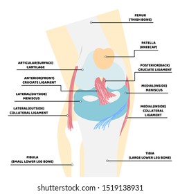 knee anatomy and bone, internal organs body part nervous system health care, vector illustration cartoon flat character design clip art
