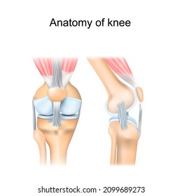 Knee anatomy. Human joint structure. Lateral and Front aspects of right knee. Vector poster