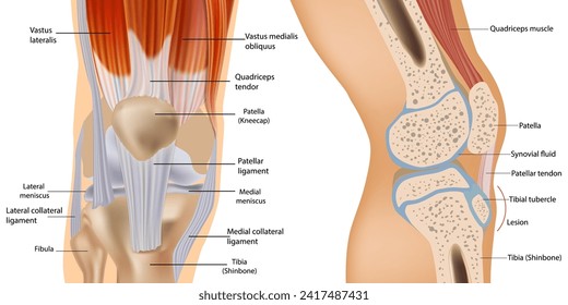 Anatomía de rodilla, incluyendo ligamentos, cartílagos y meniscos. Anatomía detallada de la sección transversal de la articulación de la rodilla. Músculos y tendones