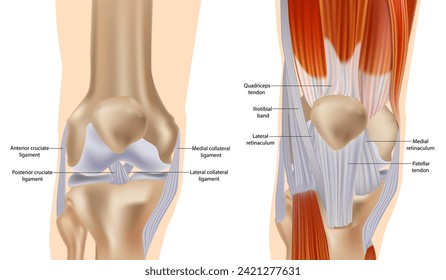 Knee anatomy including ligaments, cartilage and meniscus. Detailed Anatomy of the Knee Joint. Muscles and Tendons