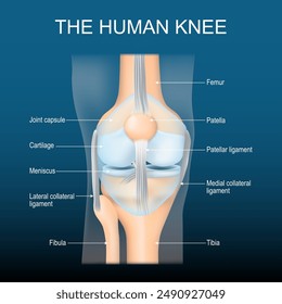 Anatomía de la rodilla. Estructura articular de la rodilla. Vista frontal de la rodilla humana con efecto brillante. Junta transparente azul realista sobre fondo oscuro. Afiche con texto para educación médica. Vector como rayos X