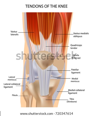 Muscles in the knee diagram