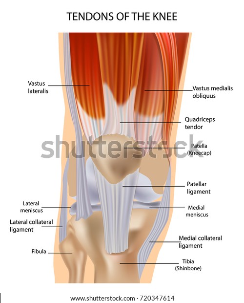 膝关节解剖肌肉和肌腱肌肉结构 膝盖前的肌腱库存矢量图 免版税