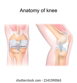 knee anatomy. side and front view. Cross section of the joint