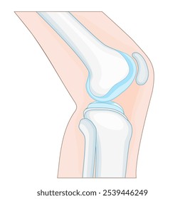 knee anatomy. side view. Cross section of the joint showing the main parts: femur, fibula, articular capsule, menisci, and patella. Vector poster
