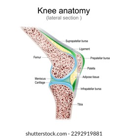 Anatomía de rodilla. Vista lateral. sección lateral de la unión con ligamentos, meniscos y bursae. cavidad de articulación de rodilla. Sección transversal de los huesos de las piernas. diagrama detallado. Afiche del vector