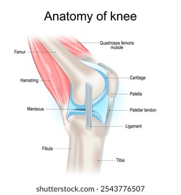 Knee anatomy. Structure of knee joint. Major parts of human leg. Bones, muscles, cartilage, tendon and Ligaments of knee. Side view. Vector poster