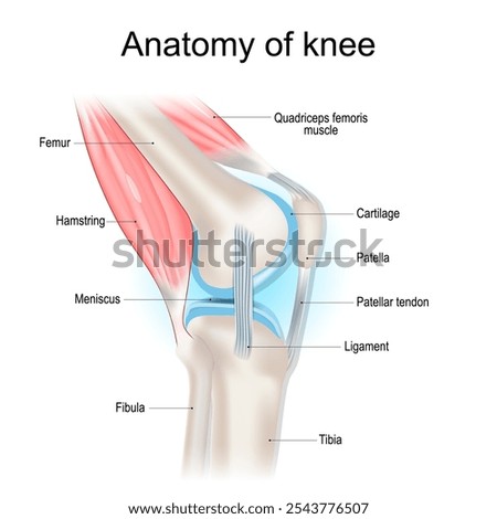 Knee anatomy. Structure of knee joint. Major parts of human leg. Bones, muscles, cartilage, tendon and Ligaments of knee. Side view. Vector poster