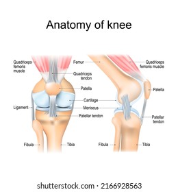 Anatomía de rodilla. Estructura de la articulación de la pierna. Partes importantes. Afiche vectorial con etiqueta de texto para educación médica