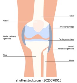 Knee bone anatomy concept. Descriptions of the human leg bones and joints. Meniscus, ligaments, tendons, patella anatomy. Medical anatomical poster for clinic. X ray isolated flat vector illustration.