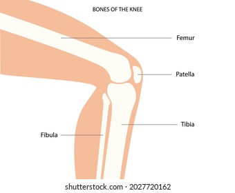 Knee bone anatomy concept. Descriptions of the human leg bones and joints. Meniscus, ligaments, tendons, patella anatomy. Medical anatomical poster for clinic. X ray isolated flat vector illustration.