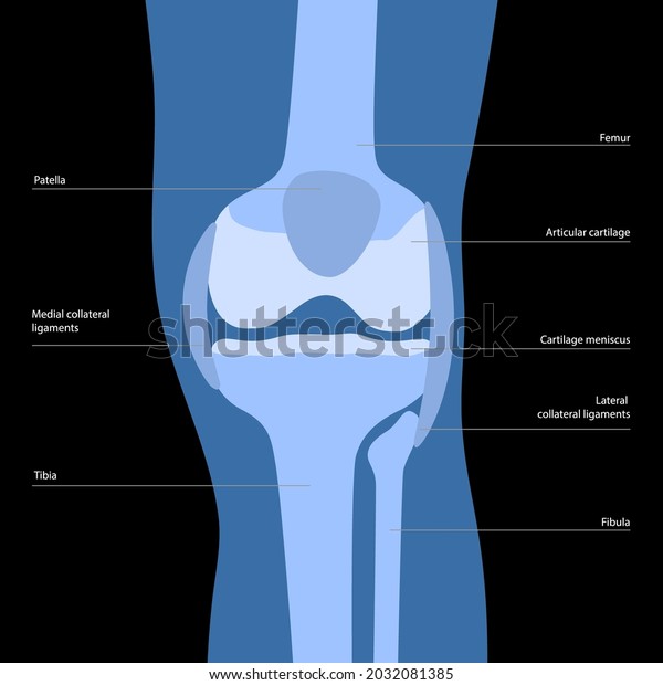 Knee Bone Anatomy Concept Descriptions Human Stock Vector (Royalty Free ...