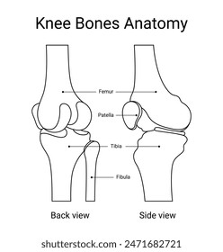 knee bone anatomy design of human with line style