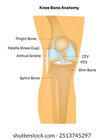 Diagrama de Ilustración vectorial de diseño de Ciencia de anatomía ósea de rodilla