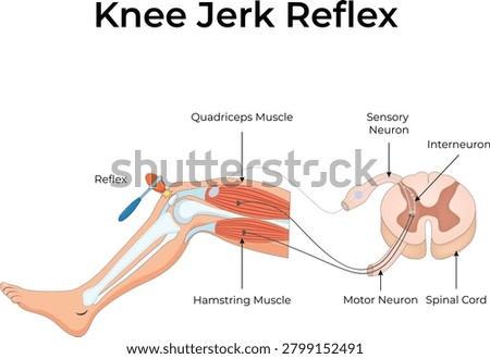 Knee jerk reflex diagram showing spinal cord neural pathway with sensory and motor neurons.