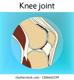 Knee Joint Anatomy Flat Illustration Blue Stock Vector (Royalty Free ...