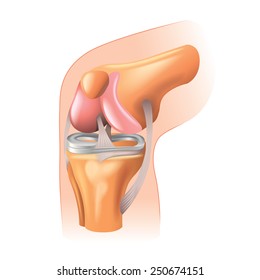 Knee Joint Anatomy Isolated On White Photo-realistic Vector Illustration