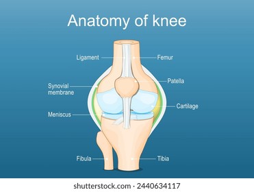 Anatomía articular de la rodilla. Etiquetado de todos los huesos. Ilustración vectorial plana isométrica