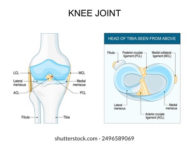 Anatomía articular de la rodilla. Menisco y ligamentos de la rodilla humana. Estructura articular. Cabeza de tibia vista desde arriba. Aspecto frontal de la rodilla. Cartel. Ilustración vectorial