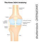The Knee Joint Anatomy Science Design Vector Illustration Diagram