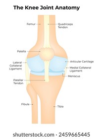 The Knee Joint Anatomy Science Design Vector Illustration Diagram